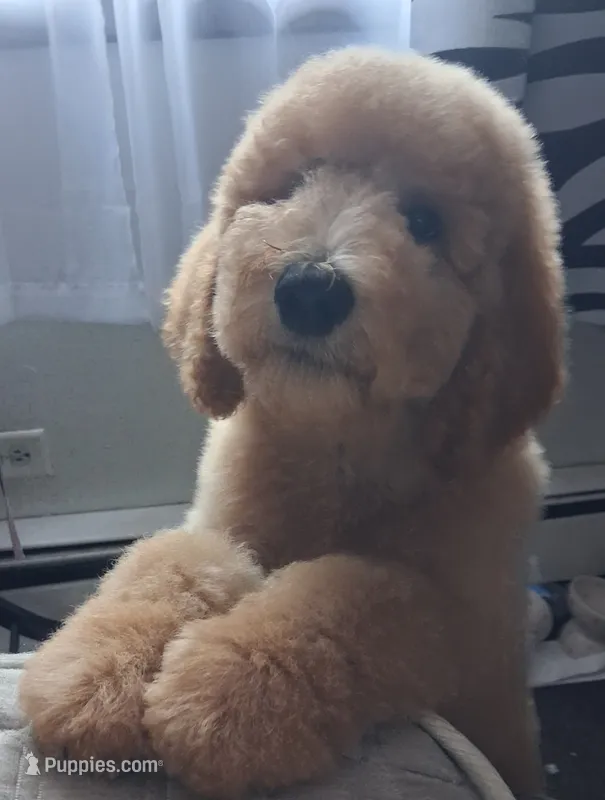Chance – Poodle - Standard  puppy for sale in Chicago Ridge, IL