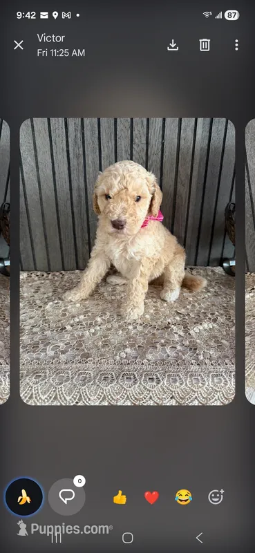 Moyen poodles – Poodle - Standard  puppy for sale in Chicago Ridge, IL