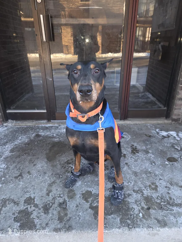 Gabriel, a male Doberman Pinscher for sale in Chicago Ridge, IL – Photo 1 of 1