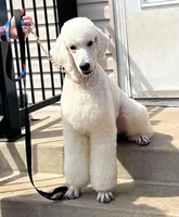 Red standard poodle, a female Poodle - Standard  for sale in Chicago Ridge, IL – 2 of 4