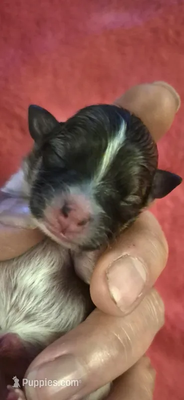 Pomeranian girl sable – Pomeranian puppy for sale in Chicago Ridge, IL