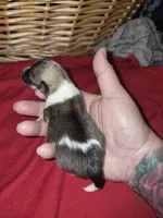 Pomeranian girl sable, a female Pomeranian for sale in Chicago Ridge, IL – Photo 4 of 4