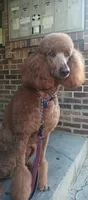 Red standard poodle, a female Poodle - Standard  for sale in Chicago Ridge, IL – 3 of 4