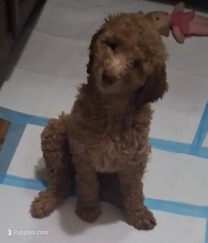 Red standard poodle – Poodle - Standard  puppy for sale in Chicago Ridge, IL