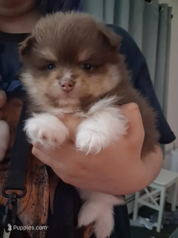 Roly poly – Pomeranian puppy for sale in Chicago Ridge, IL