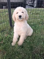 Moyen poodle famale last one, a female Poodle - Standard  for sale in Chicago Ridge, IL – 2 of 2
