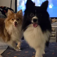 Female black and white and brown, a female Pomeranian for sale in Chicago Ridge, IL – Photo 2 of 6