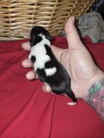 Female black and white and brown, a female Pomeranian for sale in Chicago Ridge, IL – Photo 5 of 6