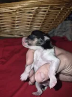 Female black and white and brown, a female Pomeranian for sale in Chicago Ridge, IL – Photo 4 of 6