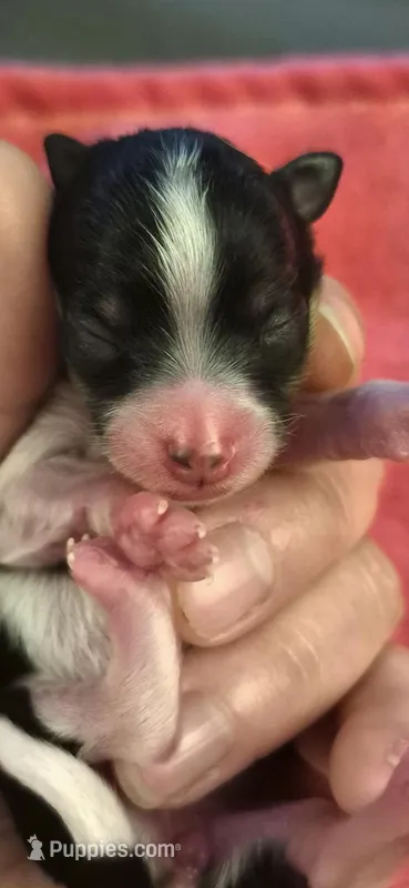 Female black and white and brown – Pomeranian puppy for sale in Chicago Ridge, IL