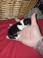 Female black and white and brown, a female Pomeranian for sale in Chicago Ridge, IL – Photo 6 of 6