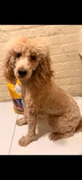 Moyen poodles, a female Poodle - Standard  for sale in Chicago Ridge, IL – 2 of 3