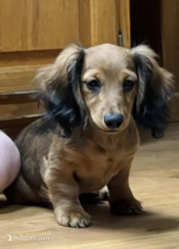 Wolf – Miniature Dachshund puppy for sale in Wright City, MO