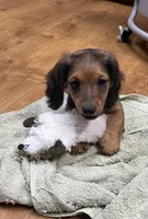 Wolf, a male Miniature Dachshund for sale in Wright City, MO – 2 of 2