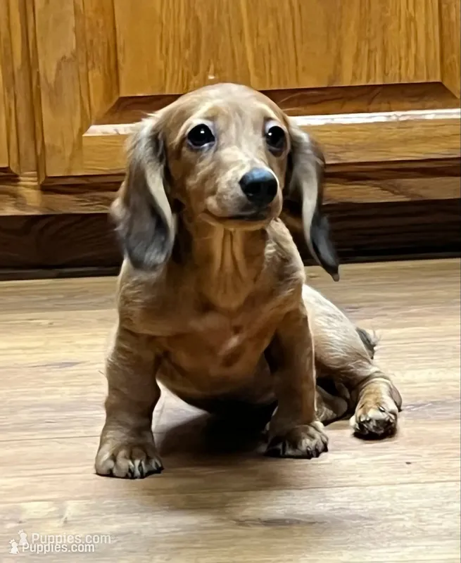 Smidgen – Miniature Dachshund puppy for sale in Wright City, MO