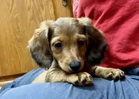 Smidgen, a female Miniature Dachshund for sale in Wright City, MO – 2 of 2