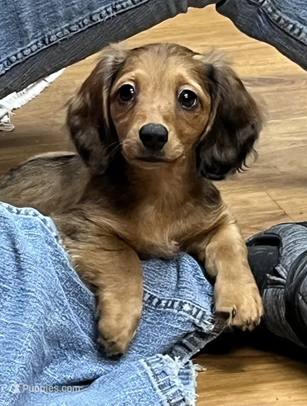 Smidgen – Miniature Dachshund puppy on hold in Wright City, MO