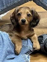 Smidgen, a female Miniature Dachshund for sale in Wright City, MO – 1 of 2