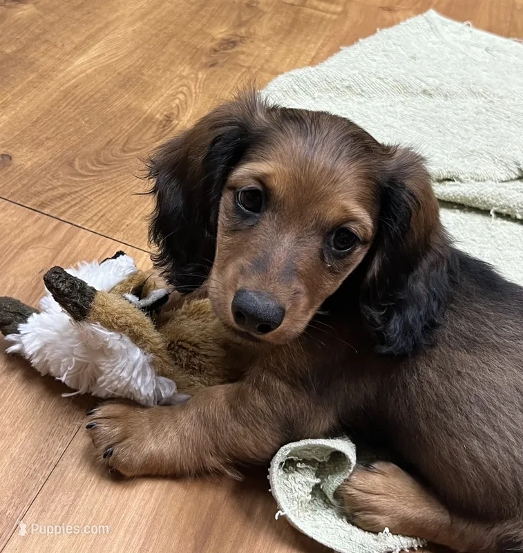Wolf – Miniature Dachshund puppy for sale in Wright City, MO