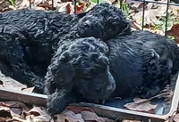 processed/c6c5576a-53d0-4703-a463-c187d142fa8c/listing/1b368c9b-9ae2-4c51-bc1f-5d44f5faa005/fcebf66c-0f65-4710-a4aa-304dc3942951