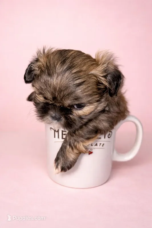 Princess – Shih Tzu puppy for sale in Birmingham, AL