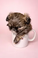 Princess, a female Shih Tzu for sale in Birmingham, AL – Photo 1 of 2