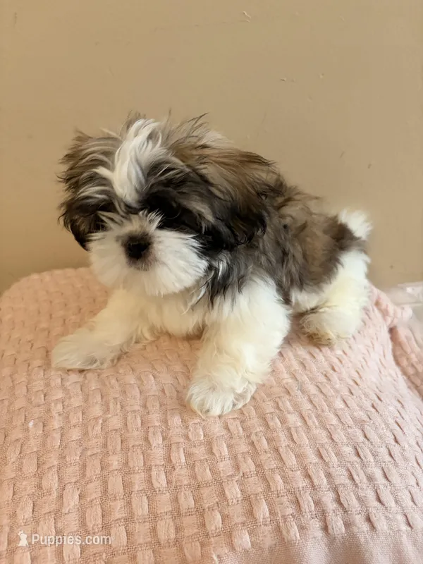 Cupcake – Shih Tzu puppy for sale in Birmingham, AL