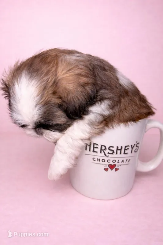 Cupcake – Shih Tzu puppy for sale in Birmingham, AL