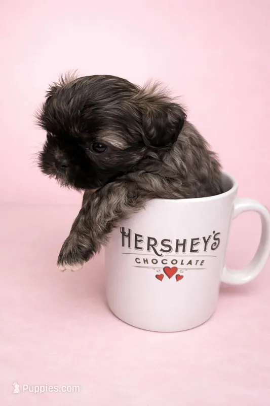 Coco – Shih Tzu puppy for sale in Birmingham, AL