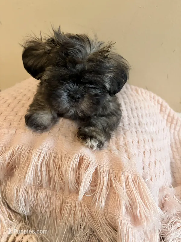 Coco – Shih Tzu puppy for sale in Birmingham, AL