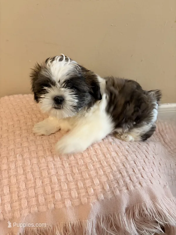 Mr Cuddles – Shih Tzu puppy for sale in Birmingham, AL