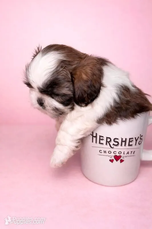 Mr Cuddles – Shih Tzu puppy for sale in Birmingham, AL