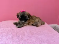 Star, a female Shih Tzu for sale in Birmingham, AL – 2 of 3