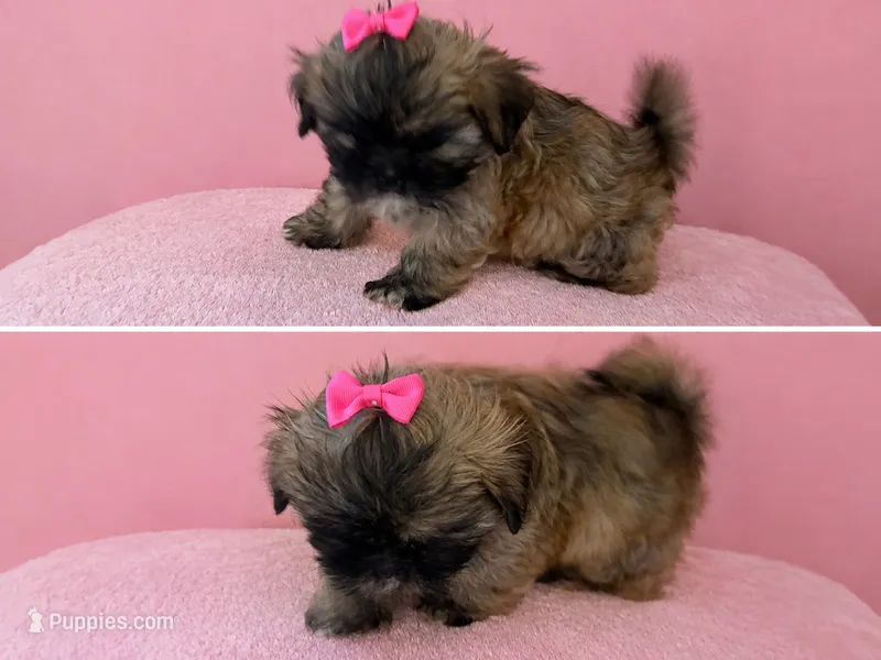 Star – Shih Tzu puppy for sale in Birmingham, AL