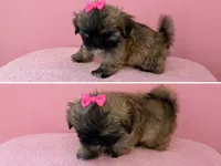 Star, a female Shih Tzu for sale in Birmingham, AL – 1 of 3
