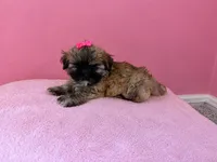 Star, a female Shih Tzu for sale in Birmingham, AL – 3 of 3