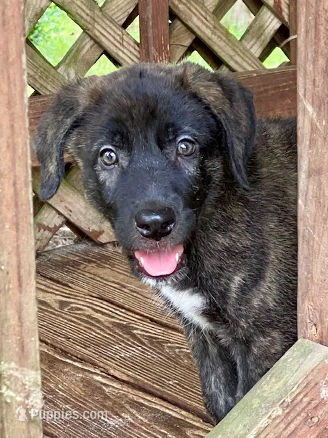 Coco – Anatolian Shepherd Dog, Irish Wolfhound puppy for sale in Fort White, FL