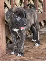 Coco, a female Anatolian Shepherd Dog and Irish Wolfhound for sale in Fort White, FL – 2 of 4