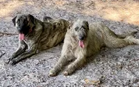 Coco, a female Anatolian Shepherd Dog and Irish Wolfhound for sale in Fort White, FL – 4 of 4