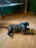 Coco, a female Anatolian Shepherd Dog and Irish Wolfhound for sale in Fort White, FL – 3 of 4