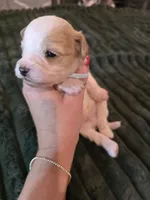 Oakley , a male Cavapoo for sale in Kountze, TX – 3 of 3