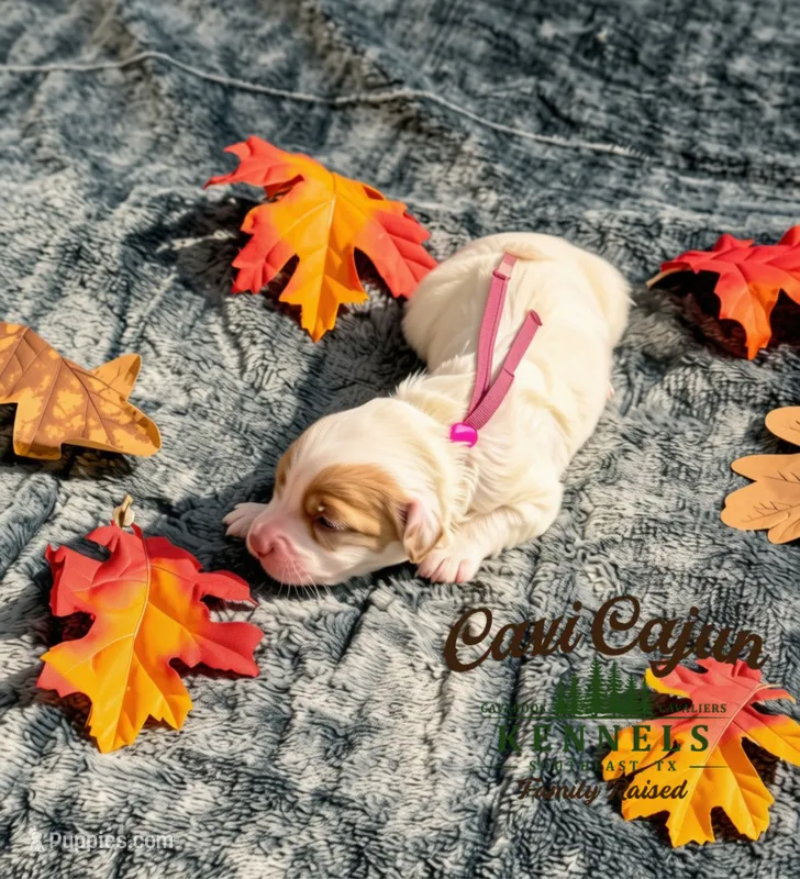 Cinnamon  – Cavalier King Charles Spaniel, Bichpoo puppy for sale in Kountze, TX
