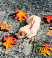 Cinnamon , a female Cavalier King Charles Spaniel and Bichpoo for sale in Kountze, TX – 1 of 1