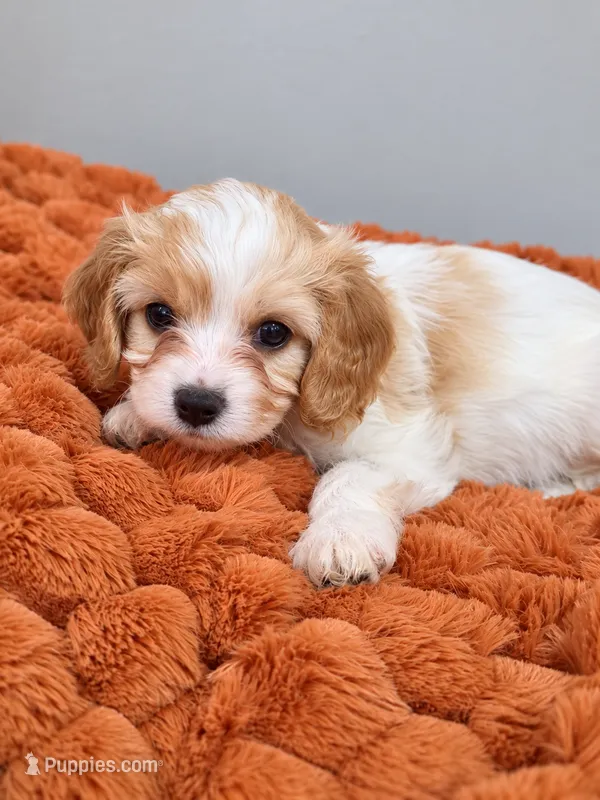 Hazel – Cavapoo puppy for sale in Kountze, TX
