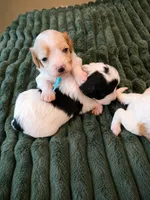 Hazel, a female Cavalier King Charles Spaniel and Poochon for sale in Kountze, TX – 3 of 4