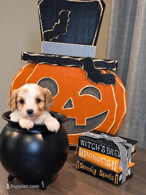 Autumn – Cavapoo puppy for sale in Kountze, TX
