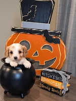 Autumn, a female Cavapoo for sale in Kountze, TX – 1 of 4