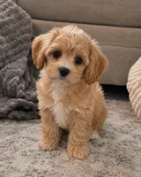 Future F1B Cavapoo, a  Cavapoo for sale in Kountze, TX – 2 of 2
