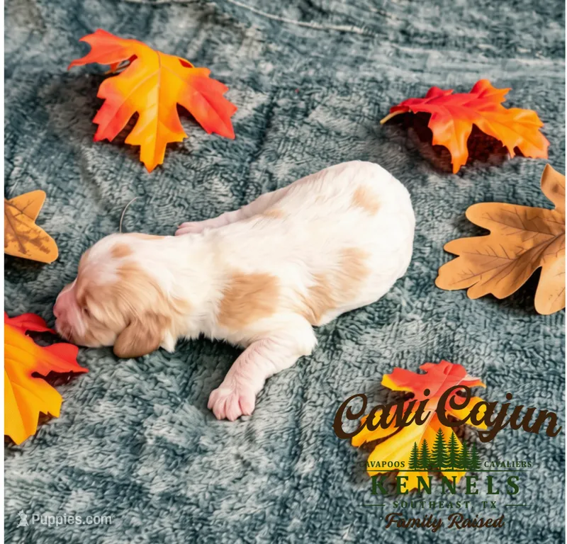 Hazel – Cavalier King Charles Spaniel, Bichpoo puppy for sale in Kountze, TX