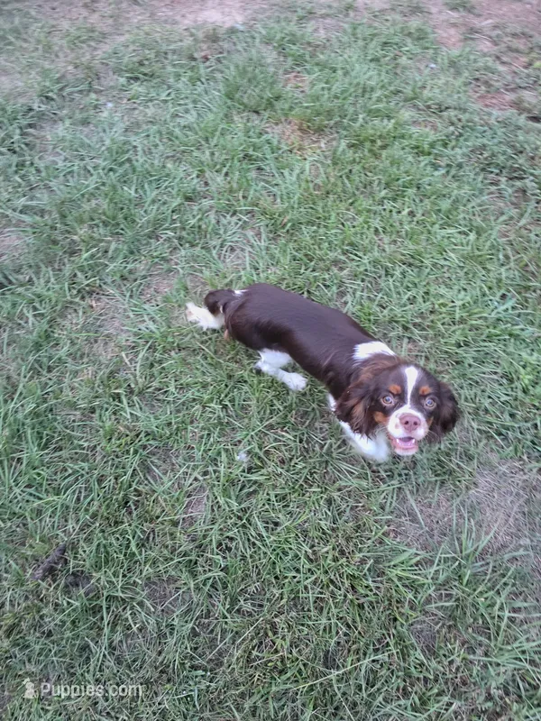 Weller – Cavalier King Charles Spaniel puppy for sale in Kountze, TX